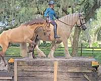 athletic-gypsy-vanner-horse