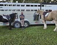 beginner-gypsy-vanner-horse