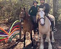 flashy-gypsy-vanner-horse
