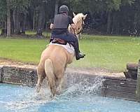 jumping-gypsy-vanner-horse
