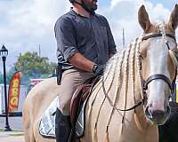 hunter-jumper-gypsy-vanner-horse