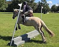 kid-safe-gypsy-vanner-horse