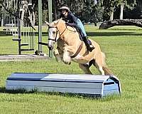 parade-gypsy-vanner-horse