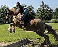 performance-gypsy-vanner-horse