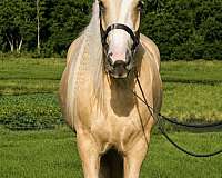 ridden-western-gypsy-vanner-horse