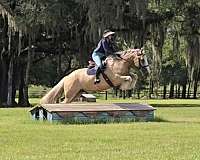 ridden-english-gypsy-vanner-horse
