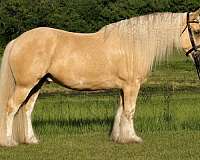 trail-gypsy-vanner-horse