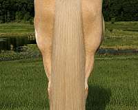 trail-riding-gypsy-vanner-horse