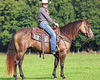 athletic-quarter-horse