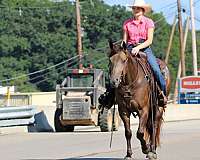 flashy-quarter-horse
