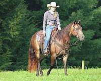 performance-quarter-horse