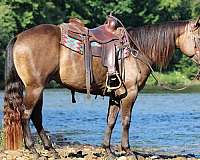 ranch-quarter-horse