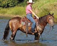 ranch-versatility-quarter-horse