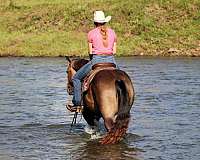 ranch-work-quarter-horse