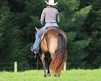 show-quarter-horse