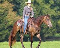trail-riding-quarter-horse
