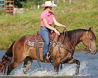 working-cattle-quarter-horse