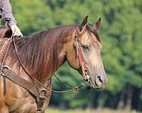 youth-quarter-horse