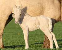 amhr-registered-horse