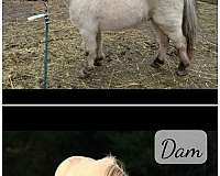 amhr-registered-filly