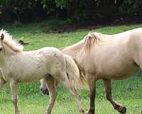 buckskin-mare-filly