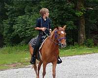sorrel-star-pony