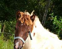 therapy-paint-pony