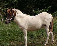 grulla-paint-pony-colt