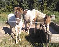grulla-breeding-pony