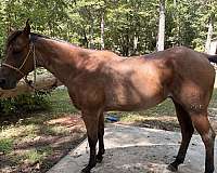 bay-pole-roping-horse