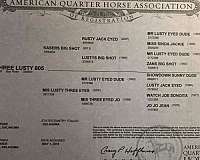 and-willing-quarter-horse