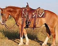 all-around-gypsy-vanner-pony
