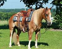 pole-gypsy-vanner-pony
