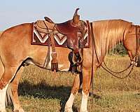athletic-gypsy-vanner-pony