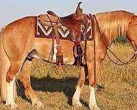 barrel-racing-gypsy-vanner-pony