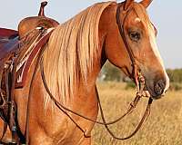 beginner-gypsy-vanner-pony