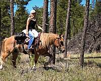flashy-gypsy-vanner-pony