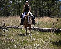 kid-safe-gypsy-vanner-pony