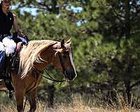 ranch-work-gypsy-vanner-pony