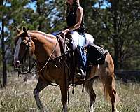 ridden-english-gypsy-vanner-pony
