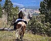 ridden-western-gypsy-vanner-pony
