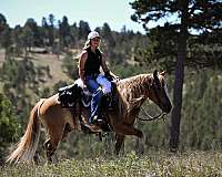 roping-gypsy-vanner-pony