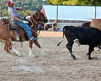 trail-gypsy-vanner-pony