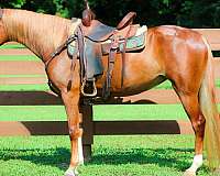 all-around-kentucky-mountain-horse