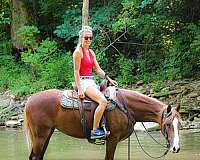 athletic-kentucky-mountain-horse