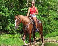 drill-team-kentucky-mountain-horse