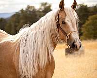 athletic-quarter-horse