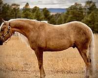 flashy-quarter-horse