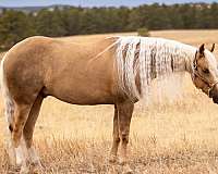 husband-safe-quarter-horse