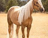 performance-quarter-horse